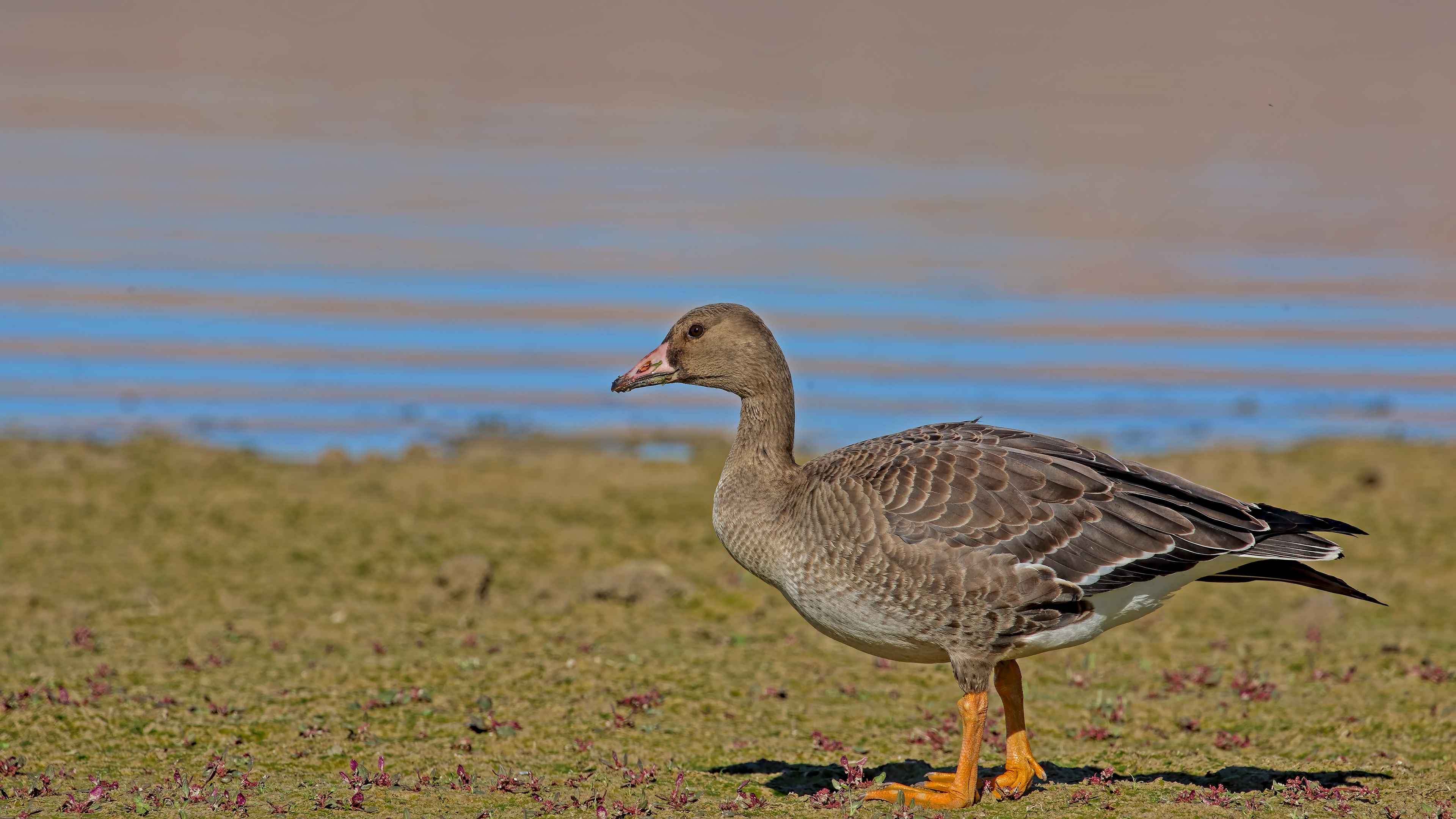 Greater White-fronted Goose